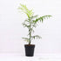 Chamaedorea elegans, Parlour Palm - Plant